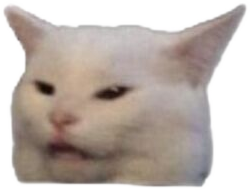 A deeply unimpressed cat